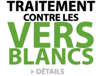 Traitement contre les vers blancs