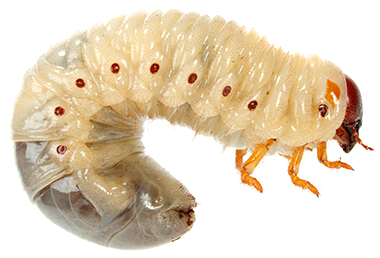 Vers blanc. Entretient de pelouse et entretient de gazon